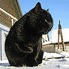 5900163.gif