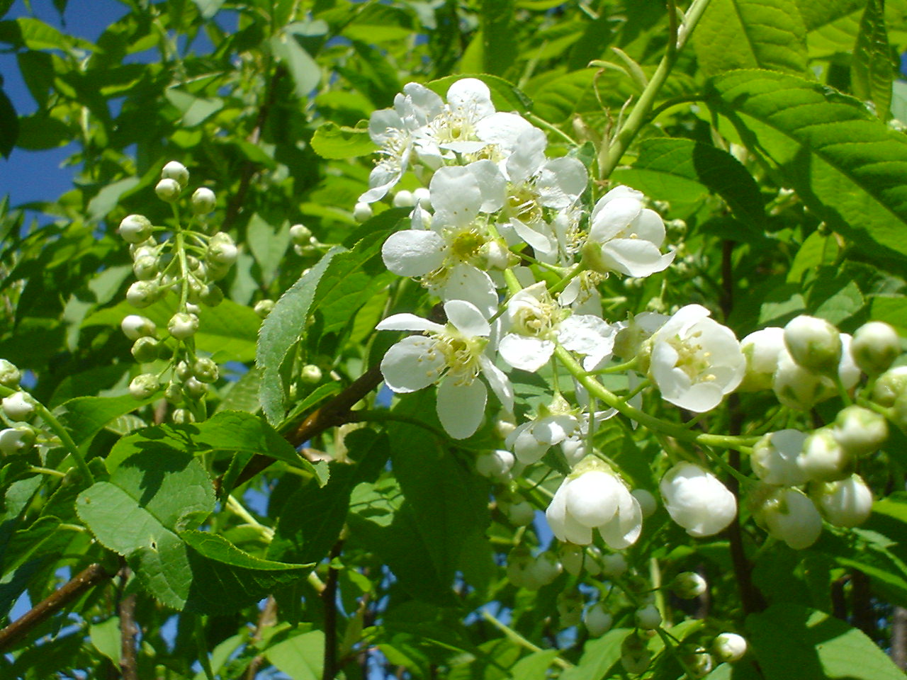 DSC00468.JPG